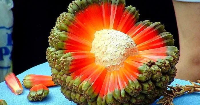 weirdest fruit in the world