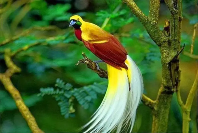most beautiful birds in the world pictures