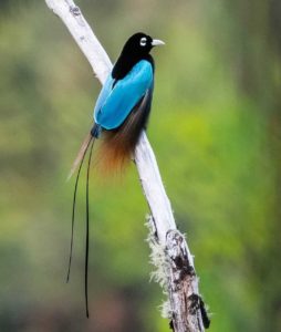 nature beautiful birds