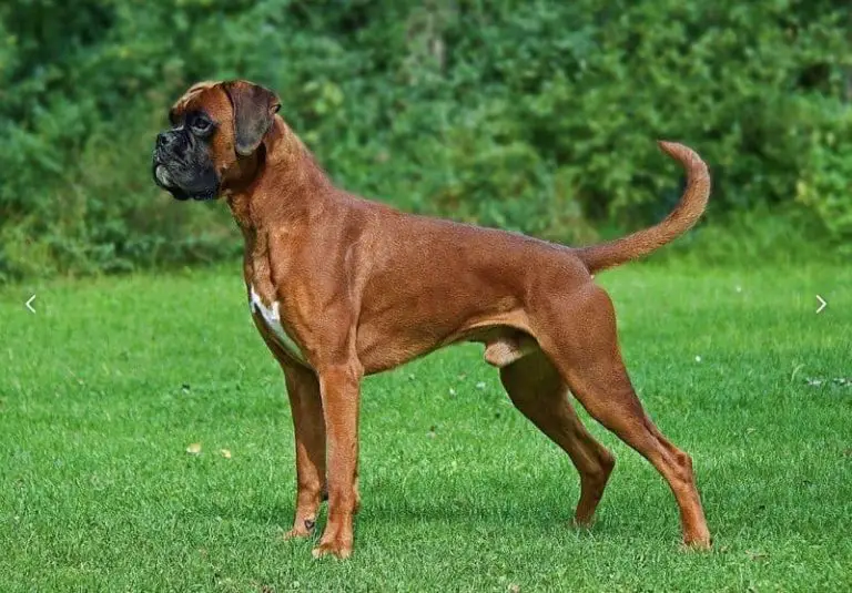 Top 10 Most Aggressive Dog Breeds (Dangerous) PickyTop