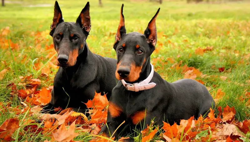 top 10 most dangerous dog breeds in the world 2022