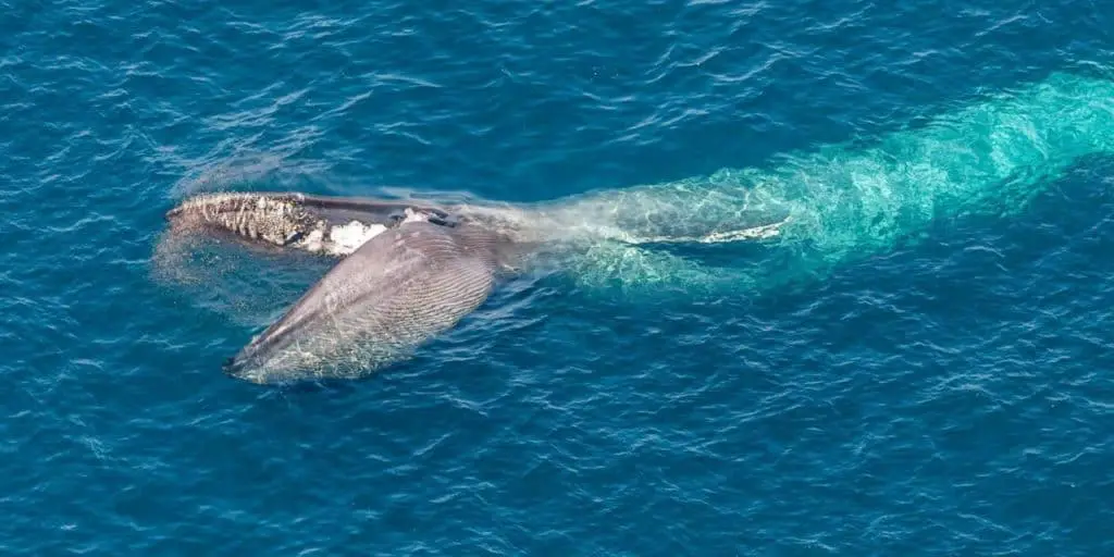 10 Interesting Blue Whale Facts (with pictures)