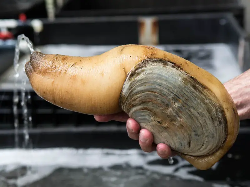 Top 10 Gross Foods Around The World Their Taste 