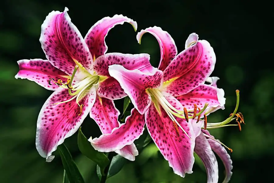Top 10 Most Beautiful Flowers in the World (Pictures) - PickyTop