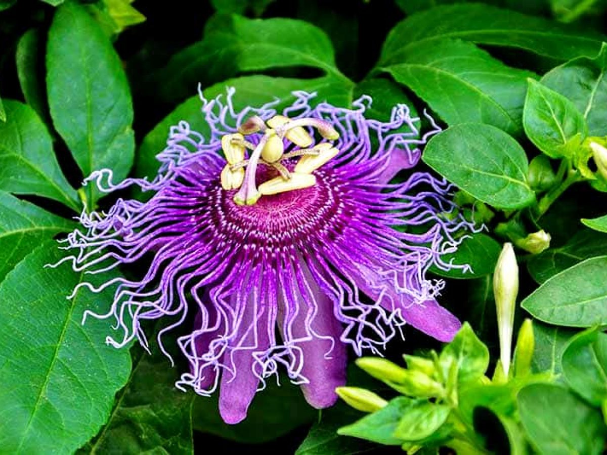 Top 20 Most Beautiful Flowers in the World Pictures   PickyTop