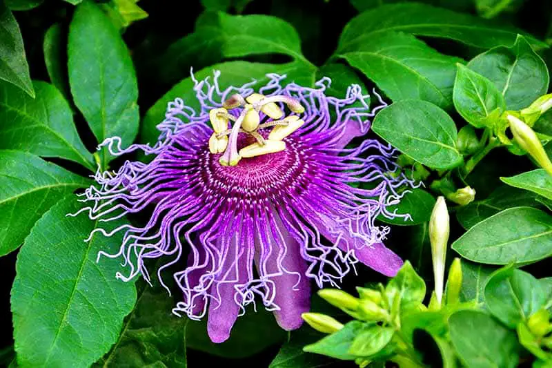 rare most beautiful flower in the world