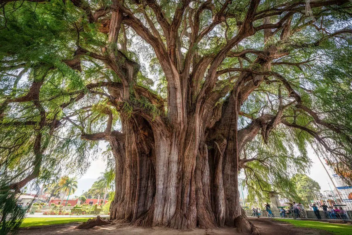 Top 10 Biggest Trees In The World 2023 Pictures 