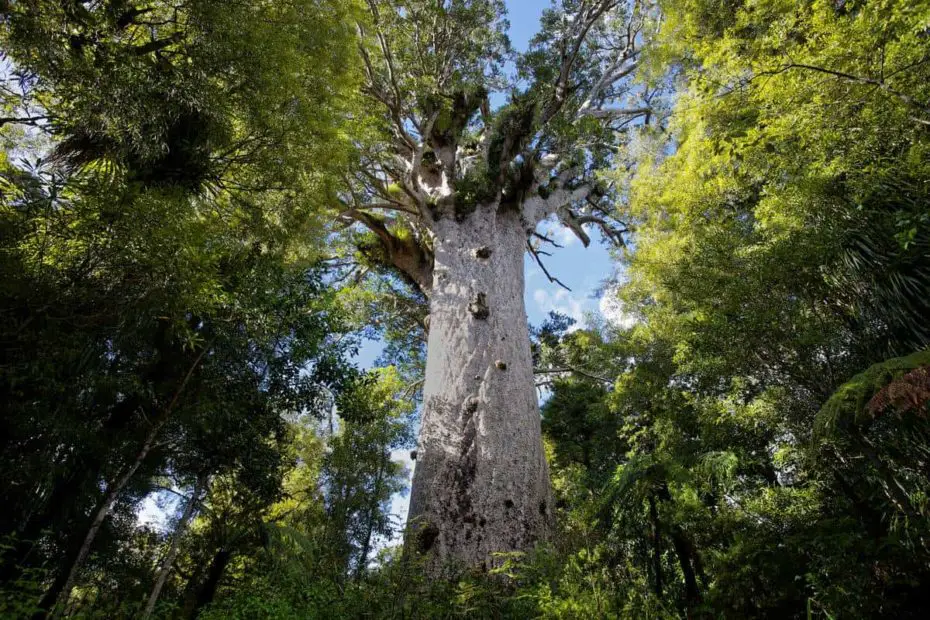 Top 10 Biggest Trees in the World 2020 (Pictures) PickyTop