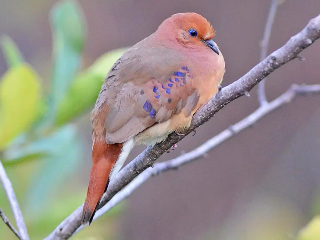 Rare bird. Птицы лесов Бразилии. Голубоглазый Земляной голубь.