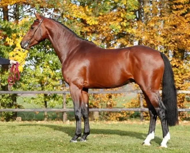 Top 10 Most Expensive Horse Breeds (Market Price)