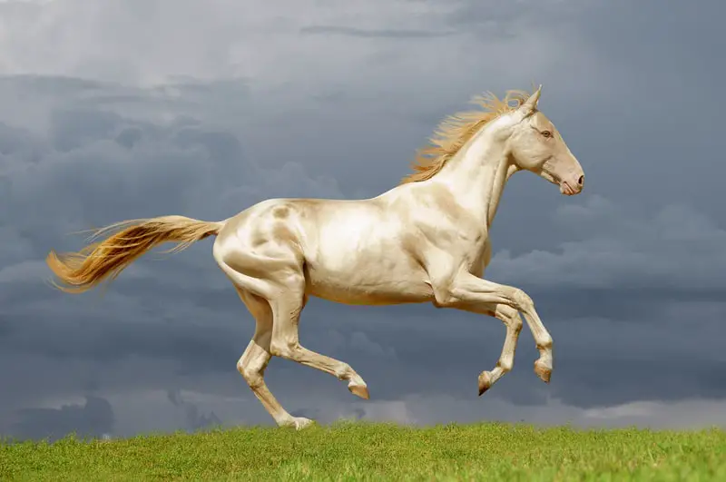 Top 10 Most Expensive Horse Breeds Market Price Pickytop