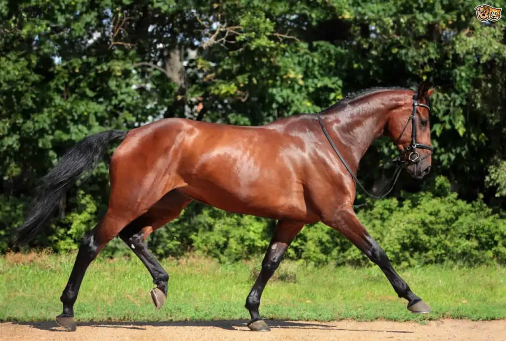 Top 10 Most Expensive Horse Breeds (Market price) PickyTop