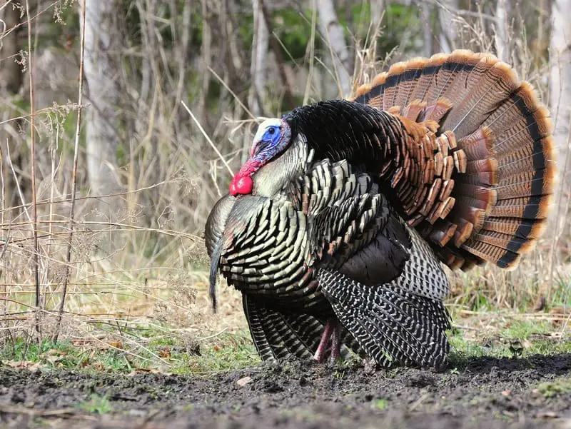 Top 10 Biggest Birds In The World