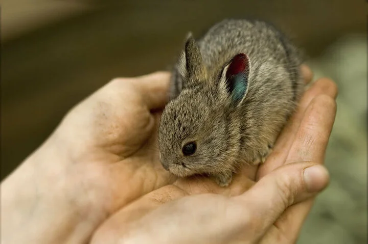 Pygmy Rabbit.webp