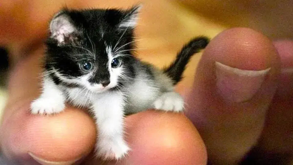Top 10 Smallest Animals in the World - PickyTop