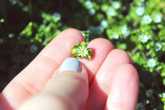 top-10-smallest-flowers-in-the-world