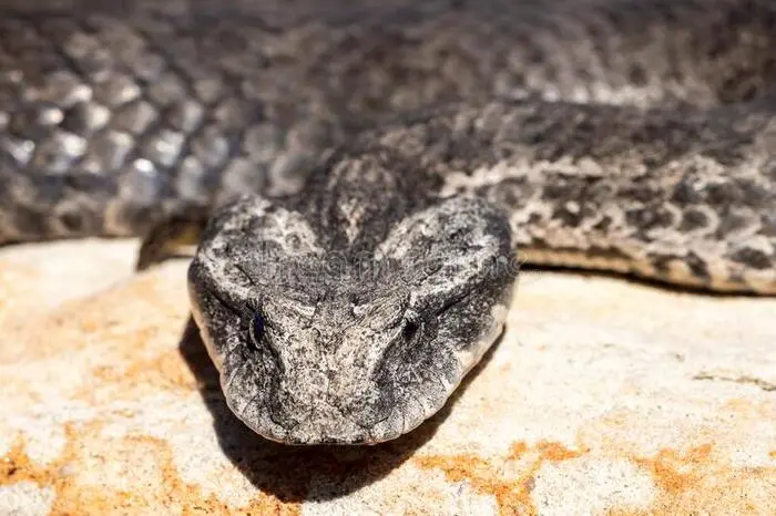 how fast are snakes