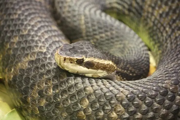 what is the fastest snake in the world