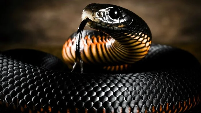 Top 10 Fastest Snakes in the World