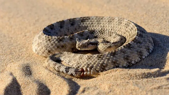 what is the fastest snake in the world