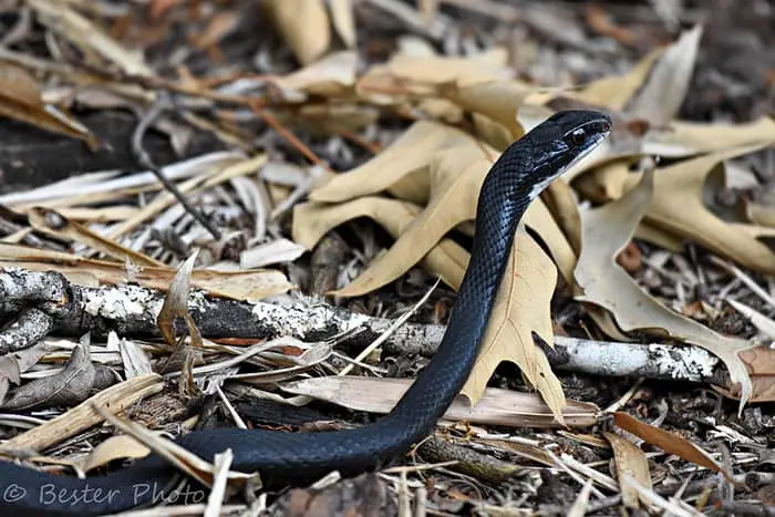 fastest snake in the world