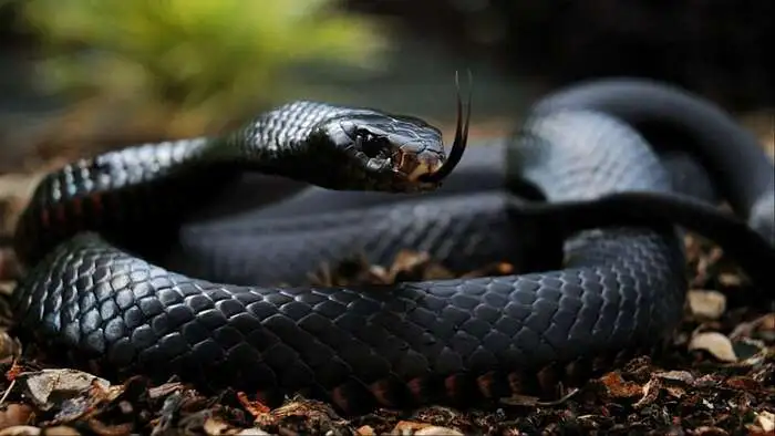 the speed of the black mamba