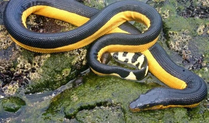 fastest water snakes in the world