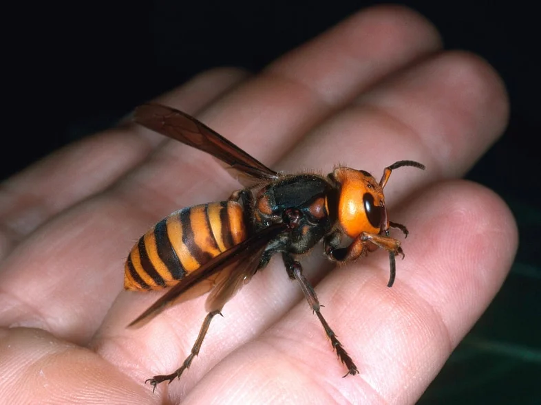 Top 10 Strongest Insect in the World PickyTop
