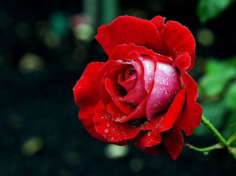 Top 10 Most Beautiful Rose in the World