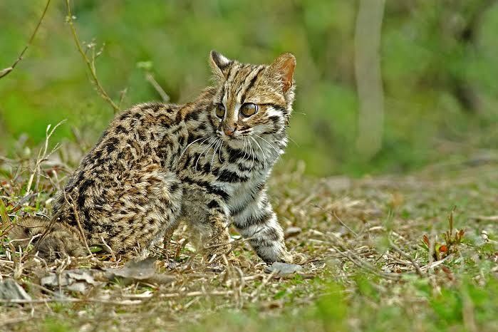 Top 10 Smallest Cats in the World