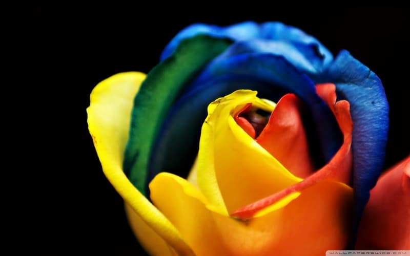 Top 10 Most Beautiful Rose in the World