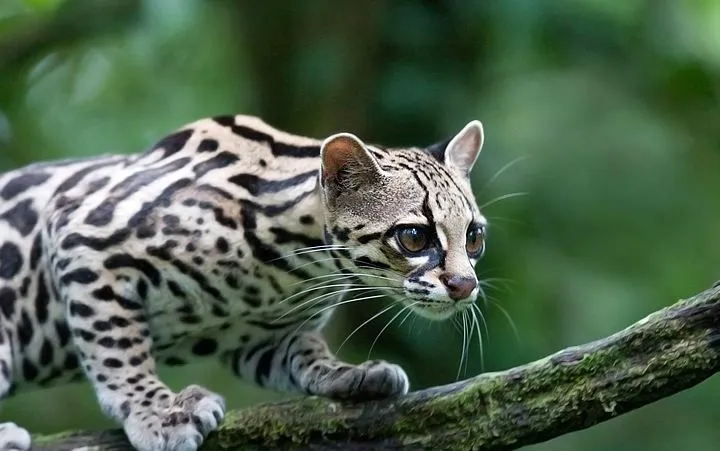 Top 10 Smallest Cats in the World