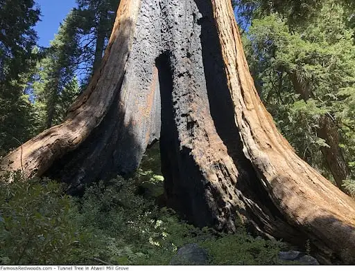largest tree in the world