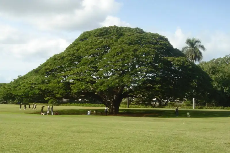 tallest tree in the world 2026
