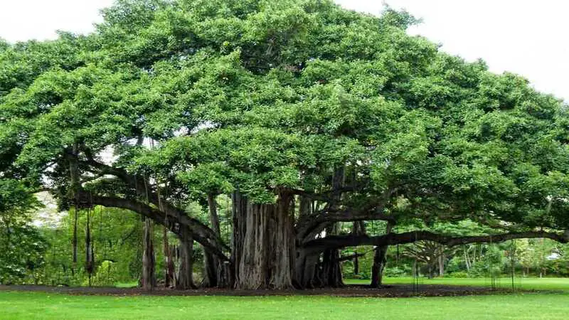 biggest trees in the world