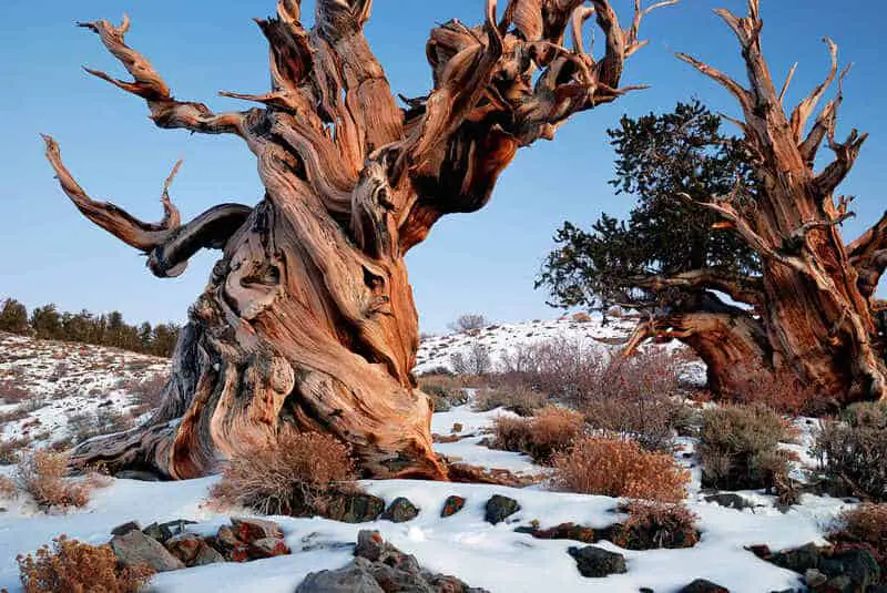 largest tree species