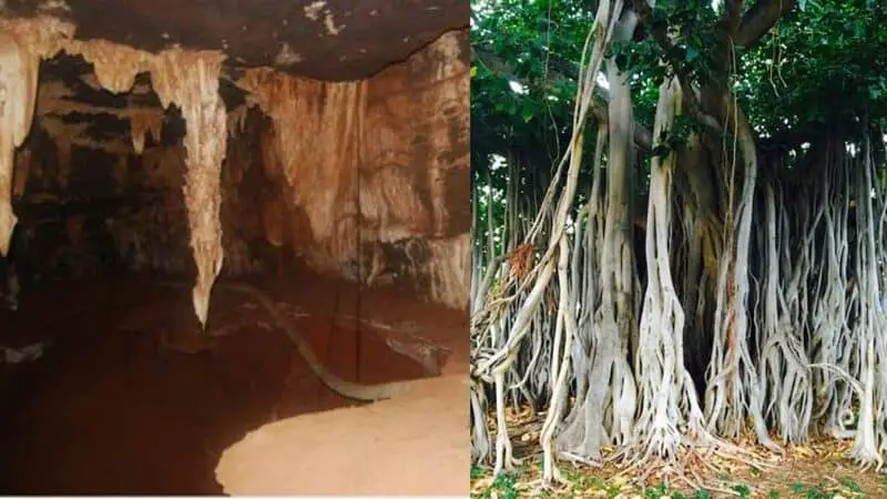 largest trees in the world